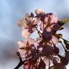 河津桜5