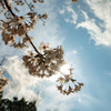 桜光