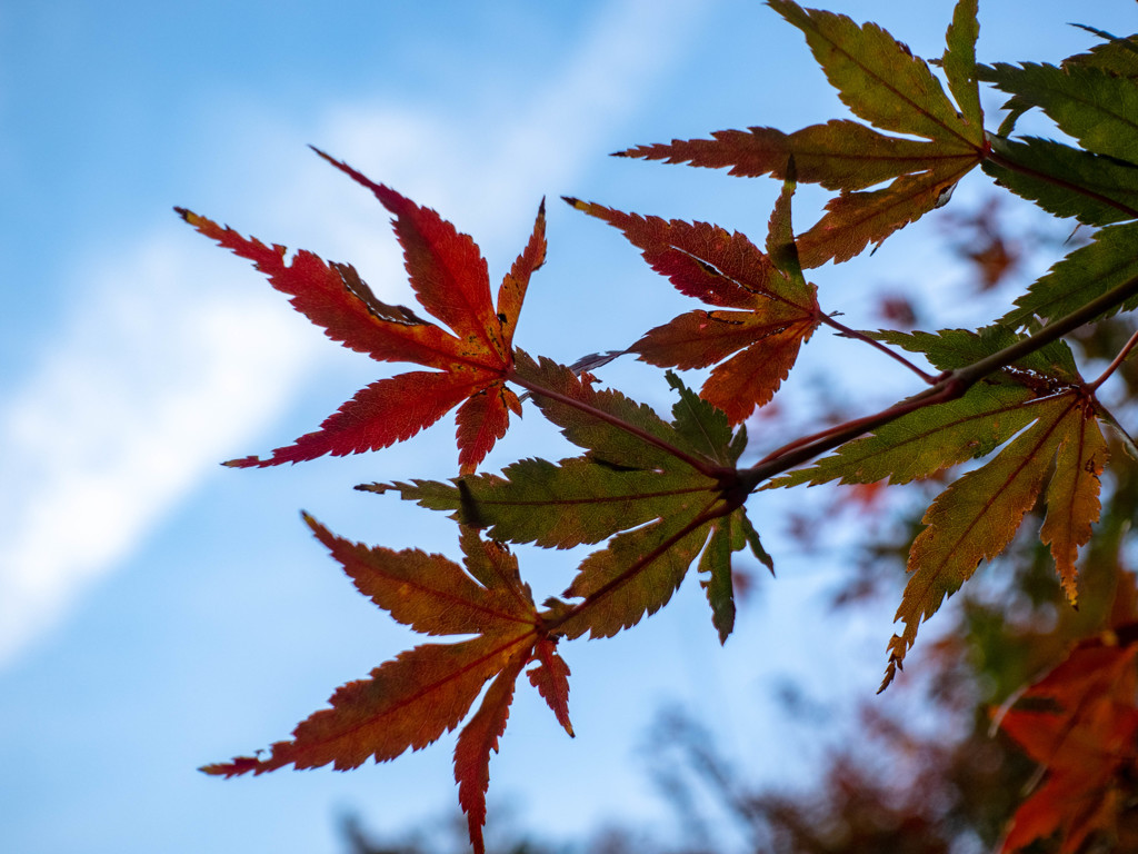 晩秋の公園（３）
