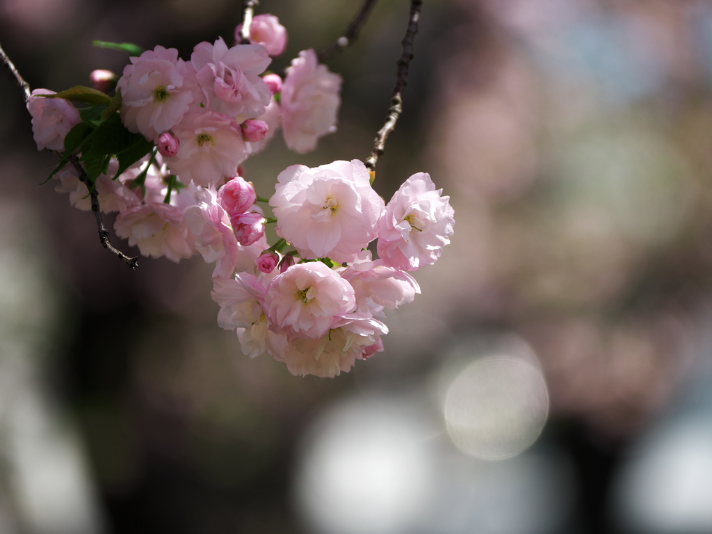 八重桜