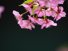 河津桜１