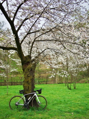 老桜とロードバイク