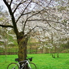 老桜とロードバイク