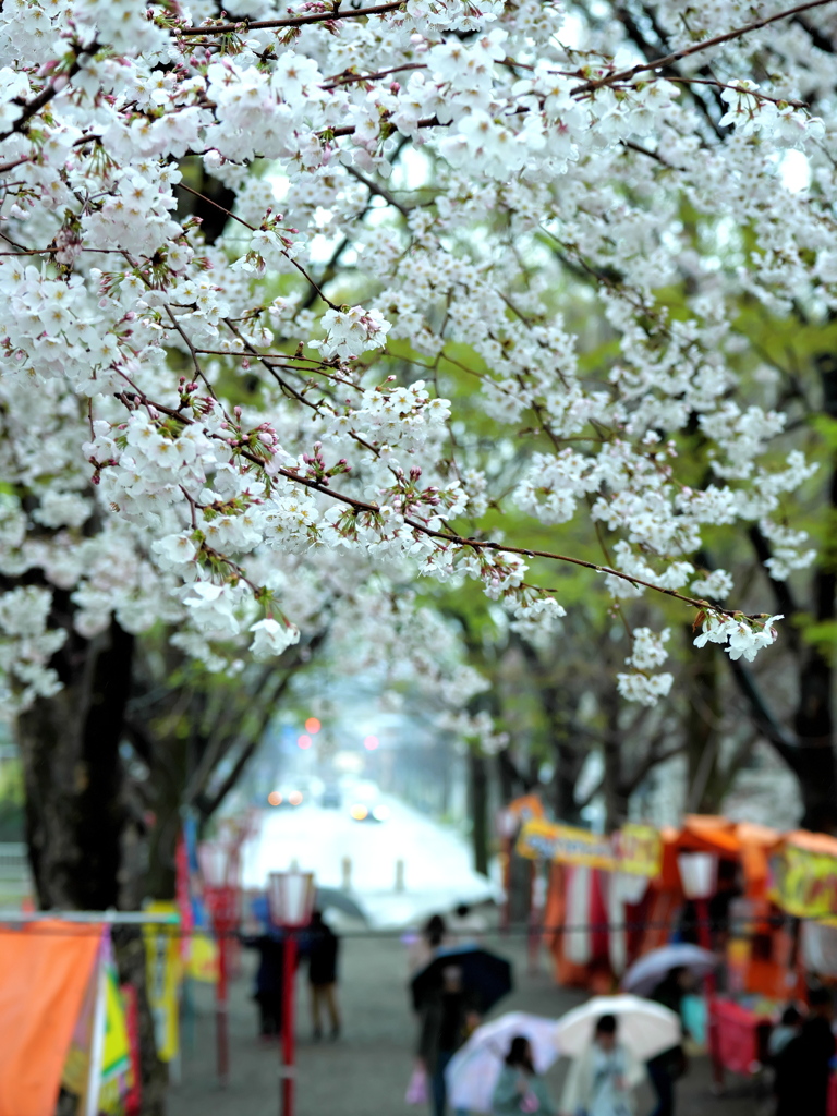 雨の熊谷桜堤