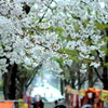 雨の熊谷桜堤