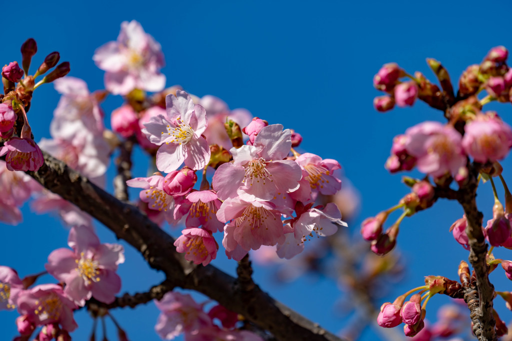 河津桜4