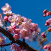 河津桜4