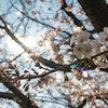桜輝