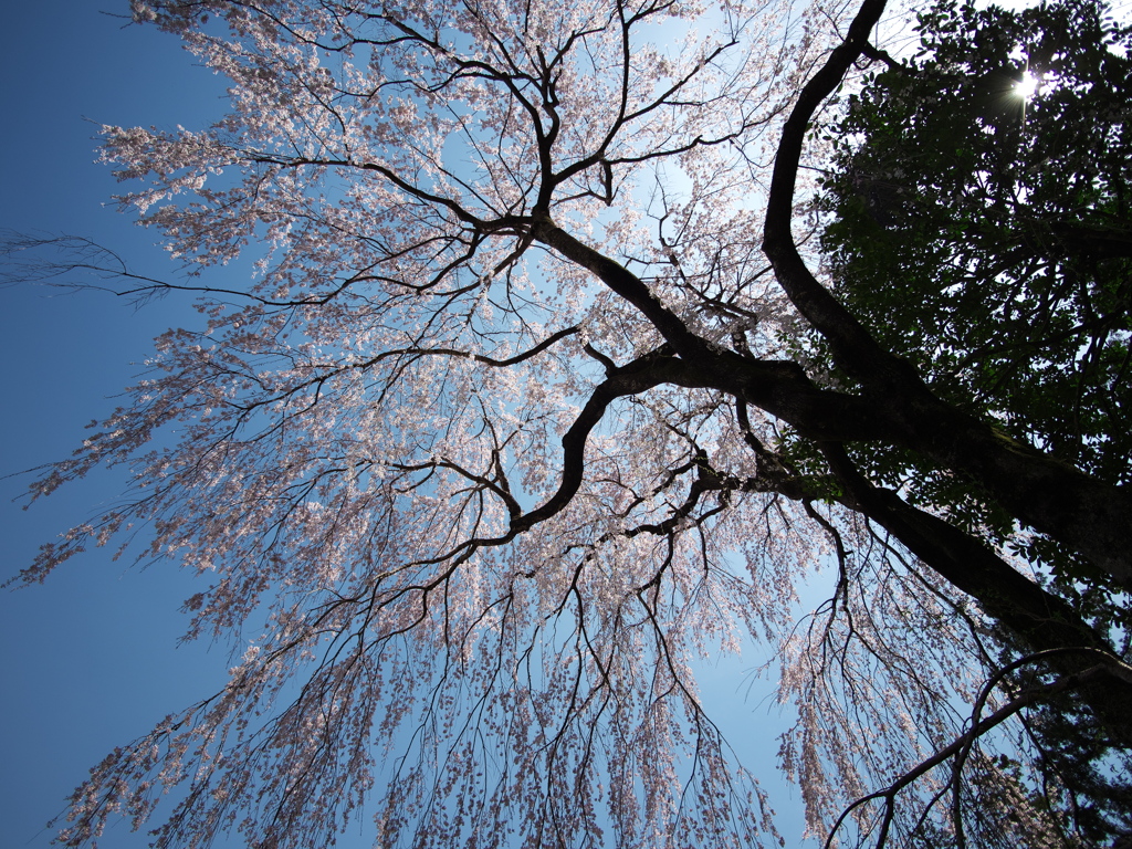 高麗神社の枝垂れ桜３