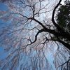 高麗神社の枝垂れ桜３