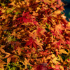 朝露に濡れた紅葉（１）