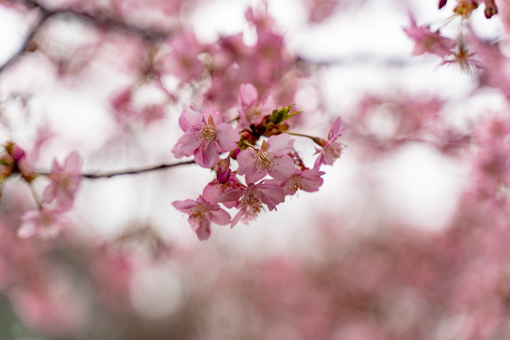 河津桜３