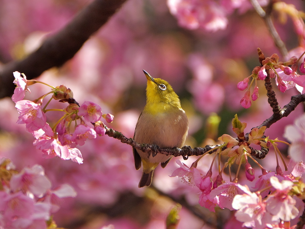 あそこの花もいいかも・・・