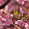 あそこの花もいいかも・・・