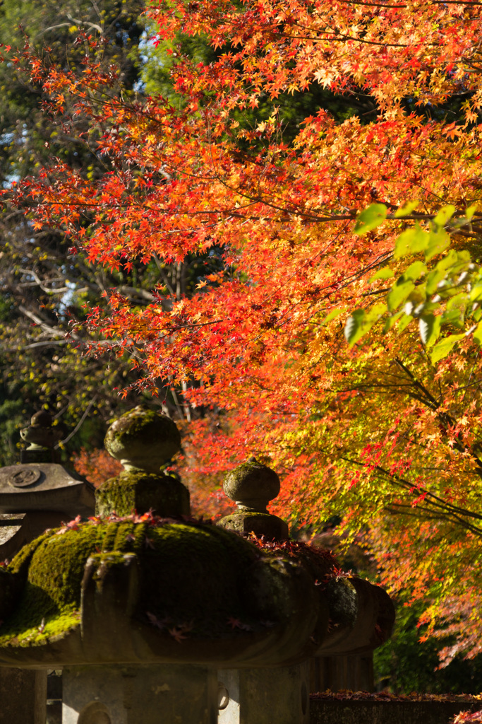 平林寺