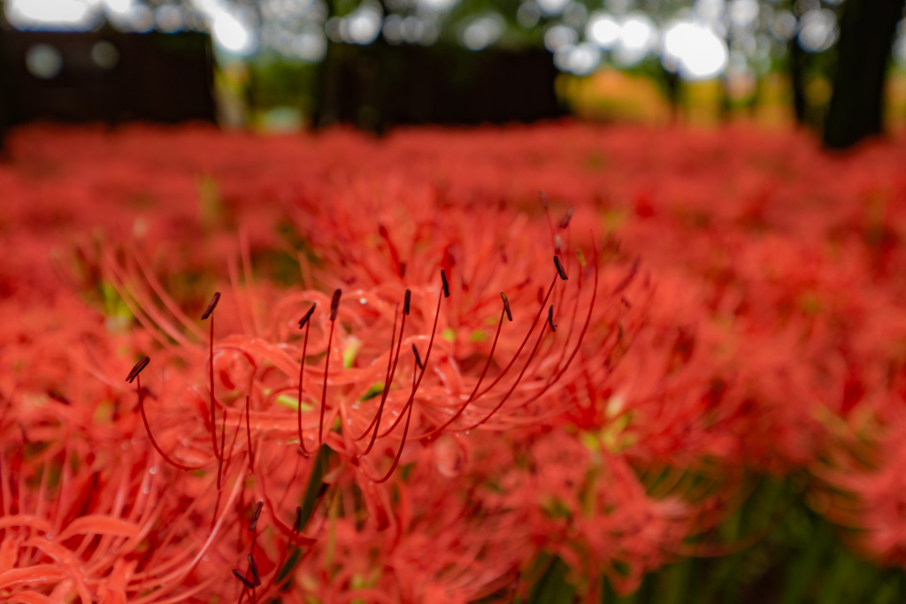 曼珠沙華