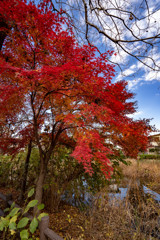 公園の紅葉（３）