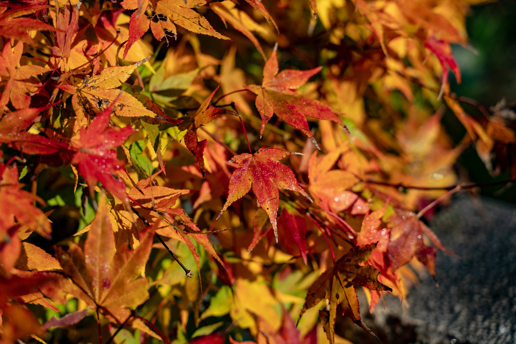 朝露に濡れた紅葉（２）