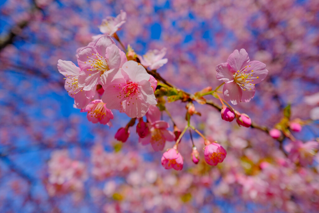 ピンクの桜（河津桜）