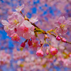 ピンクの桜（河津桜）
