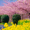 三浦海岸にて〜河津桜並木3