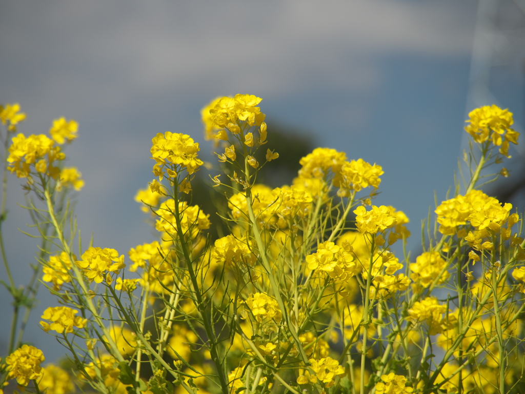 菜の花