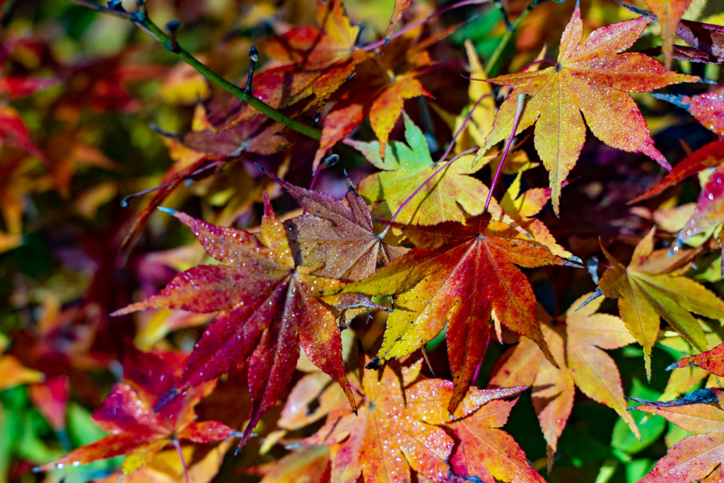 朝露に濡れた紅葉（３）