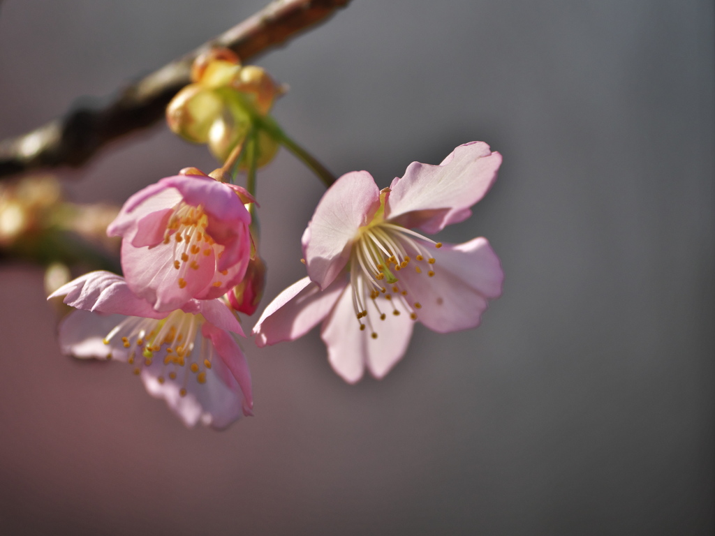 河津桜