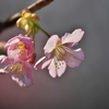 河津桜