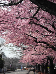 春のピンク色（河津桜）