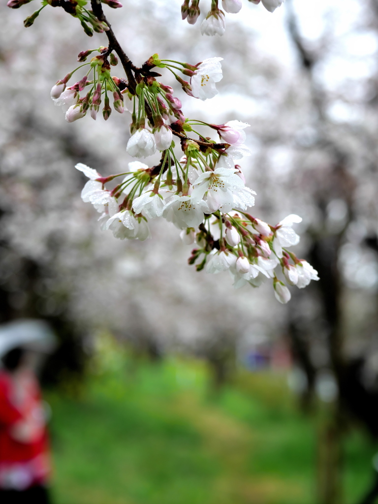 熊谷桜堤の雨