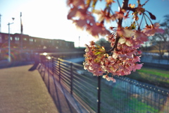 河津桜と多摩湖線