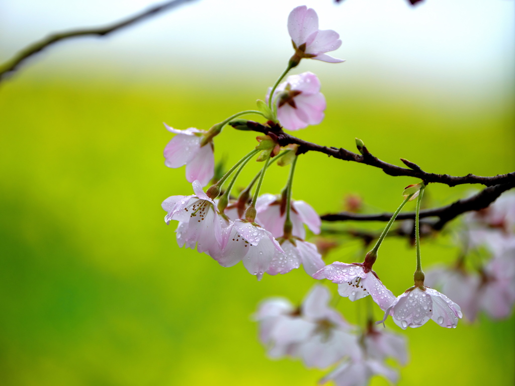 花弁の傘