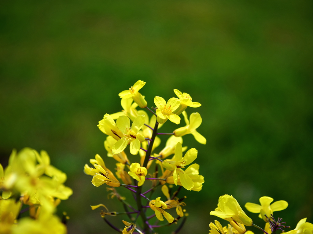 葉牡丹の花