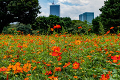 都会の花園