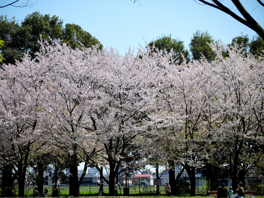 午後の公園