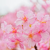 河津桜