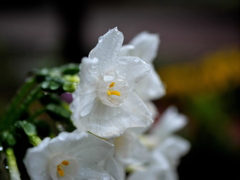 雨粒の宝石〜水仙