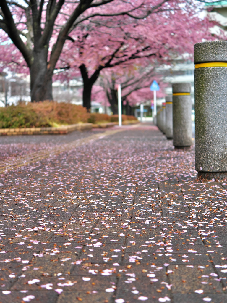 雨の後