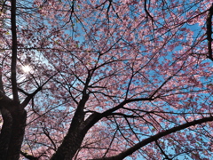 昼下がりの河津桜