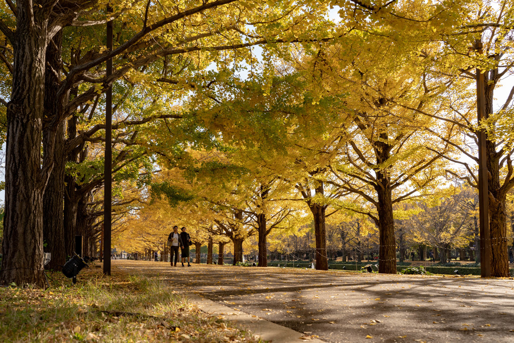 イチョウ並木（昭和記念公園）