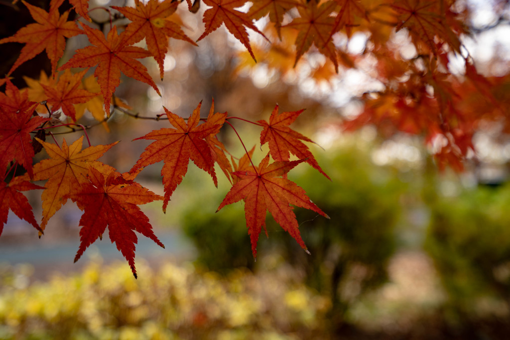 公園の紅葉（４）