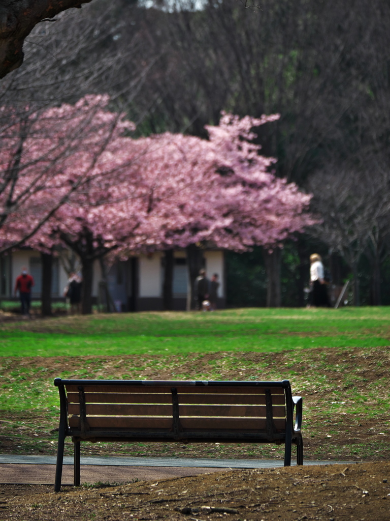 色づく公園