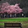 色づく公園