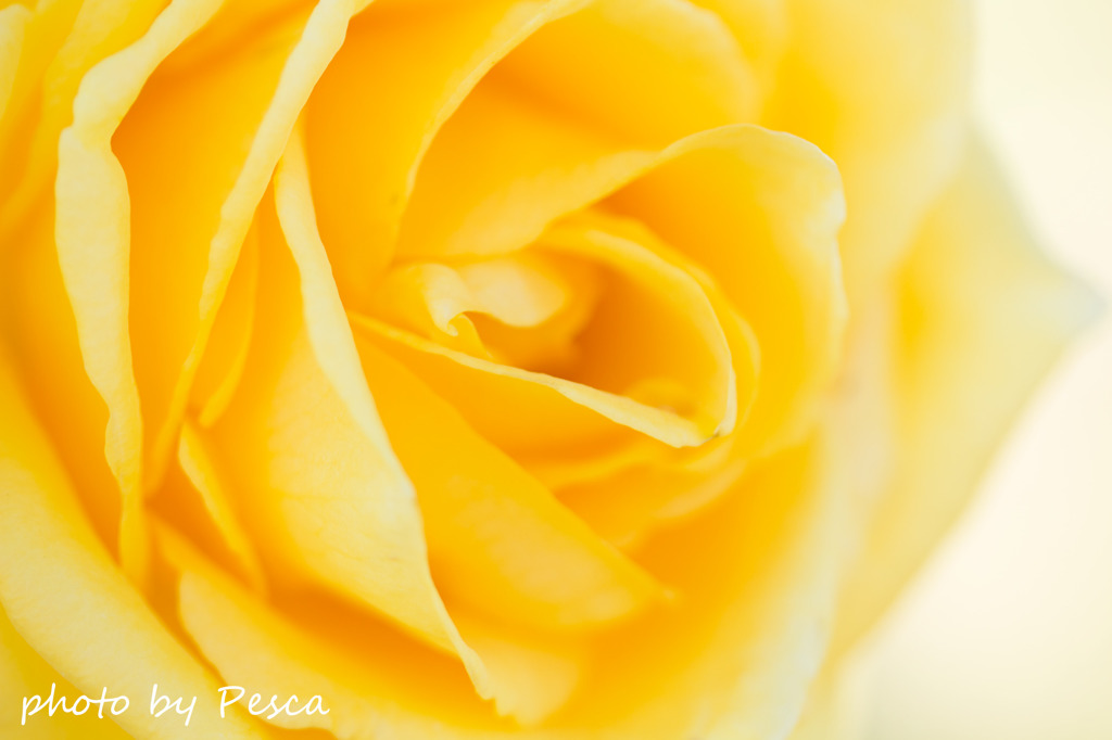 黄色の薔薇