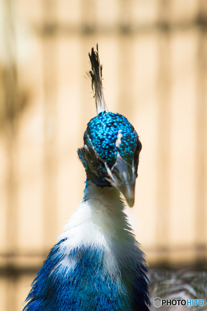 くびかしげ