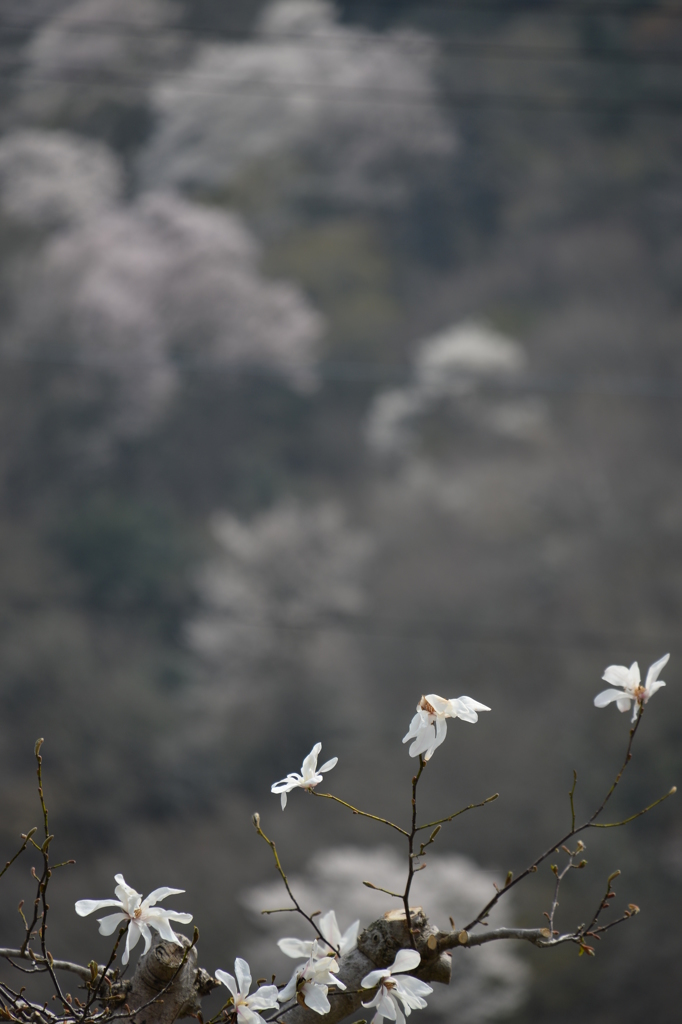 遠桜