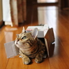 こはる：子猫バージョン