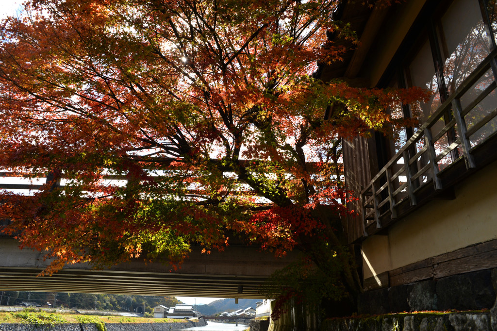 川辺の紅葉