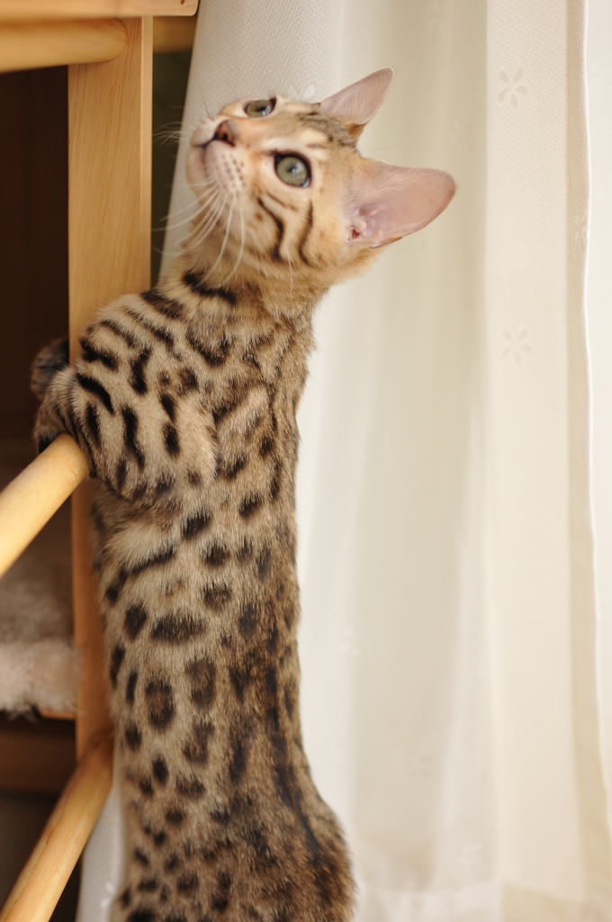 縦猫